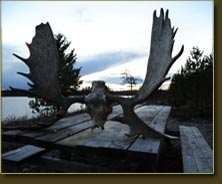 Moose Hunts BC